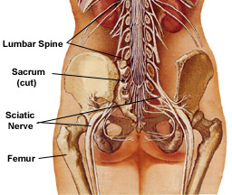 Massage therapy and injury rehab for sciatica or sciatic nerve pain.