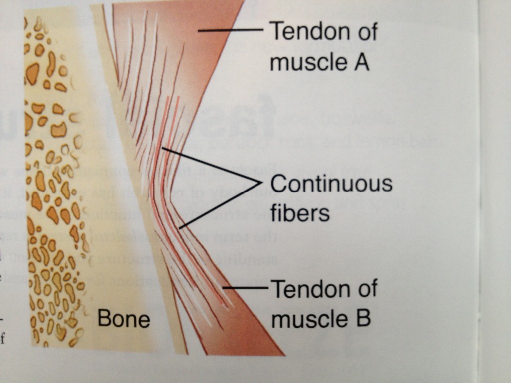 Fascia, Fascial Connections & Connective Tissue Boulder Therapeutics