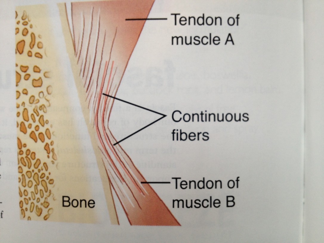 Fascia, Fascial Connections & Connective Tissue Boulder Therapeutics